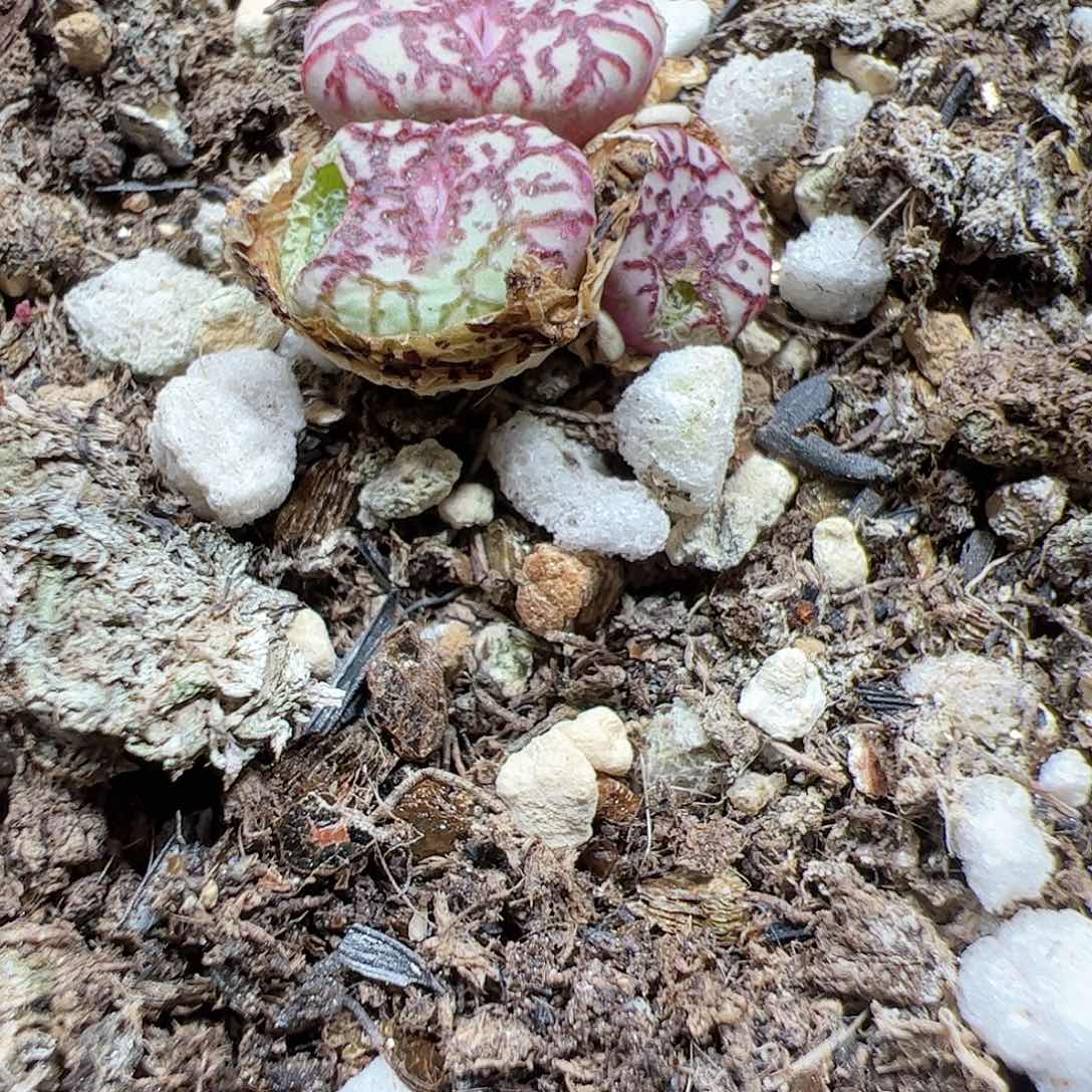 【闪购商品】290 虫啃