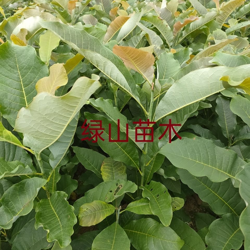 厚朴树苗紫油厚朴皮厚质细 厚朴树苗厚朴苗【基地直销】