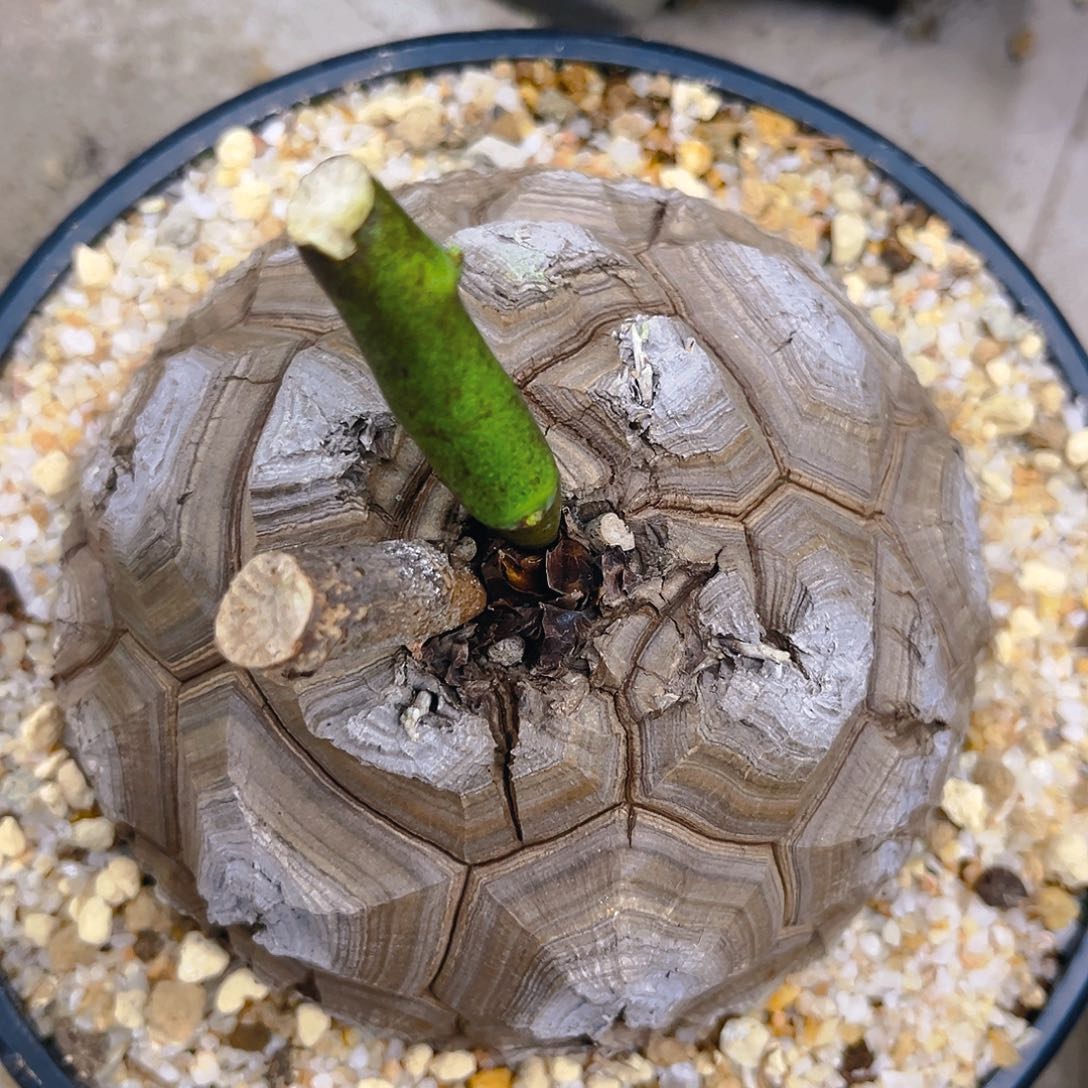 足球遁甲南非精品，潮流植物