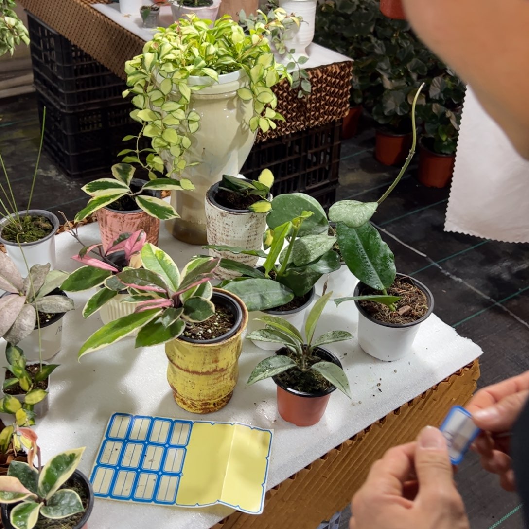 梨***。无花朵薄荷银元球兰