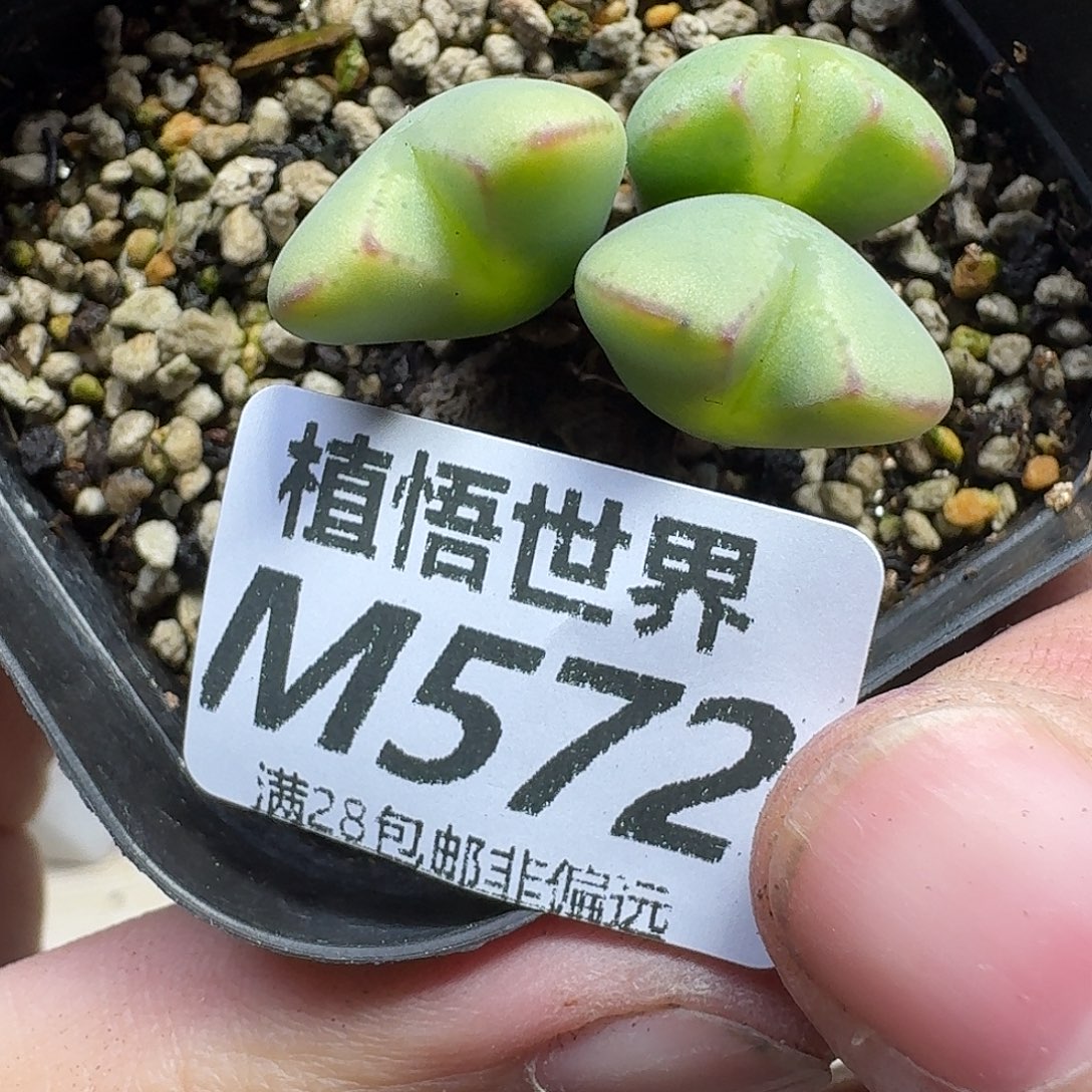 多肉植物的润泽fhn