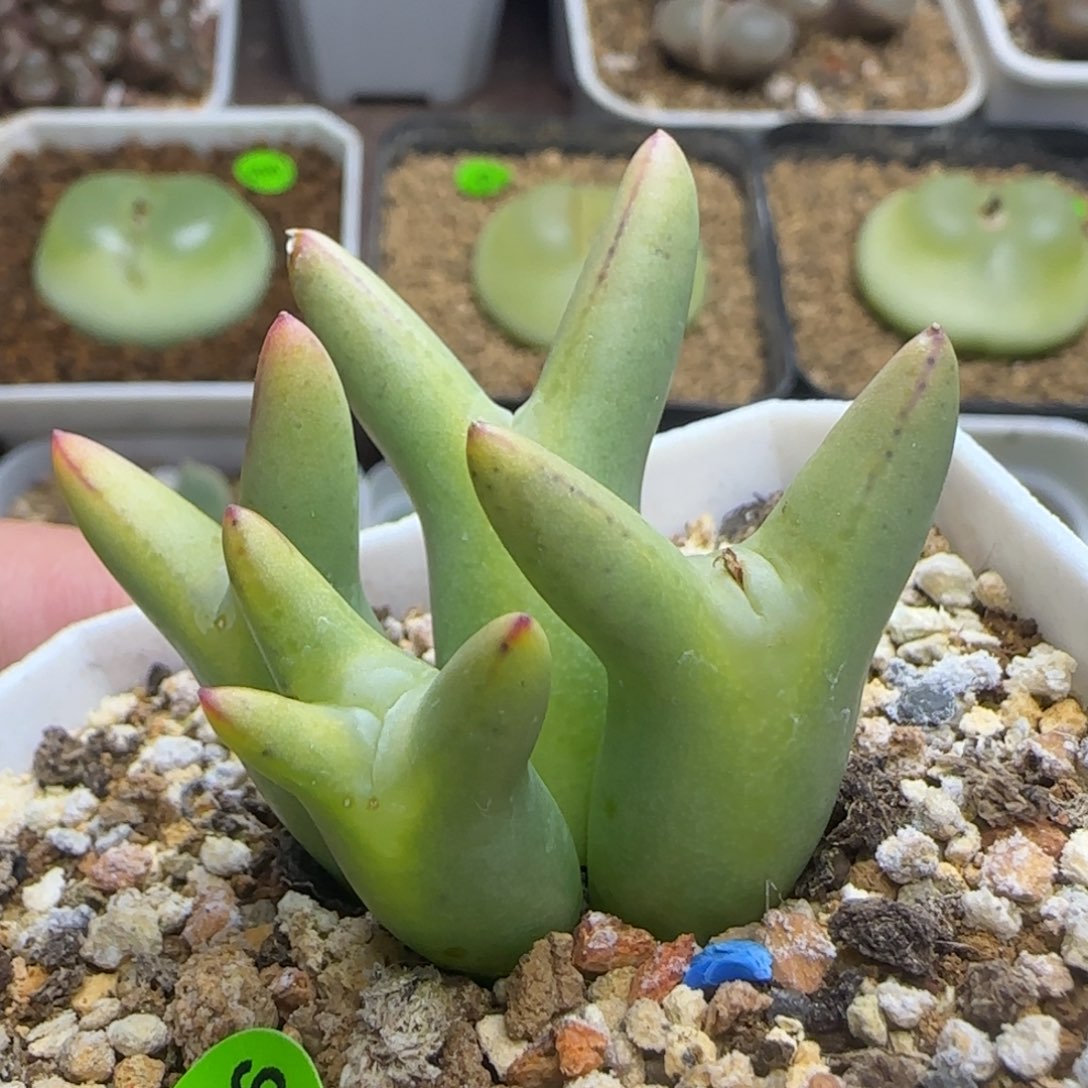 皮卡丘群多肉植物106