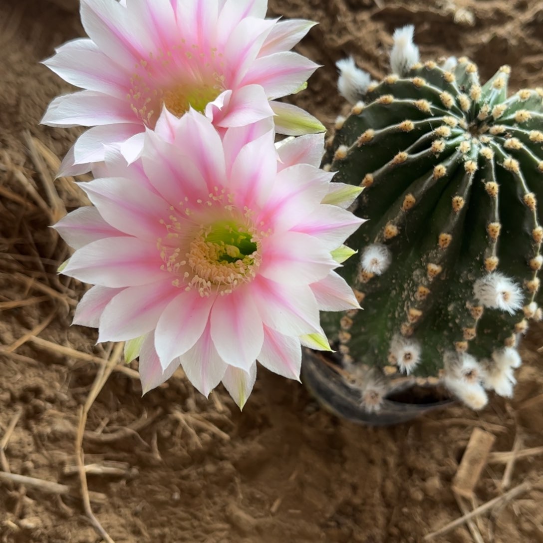 24 北棚有根彩草，20包邮