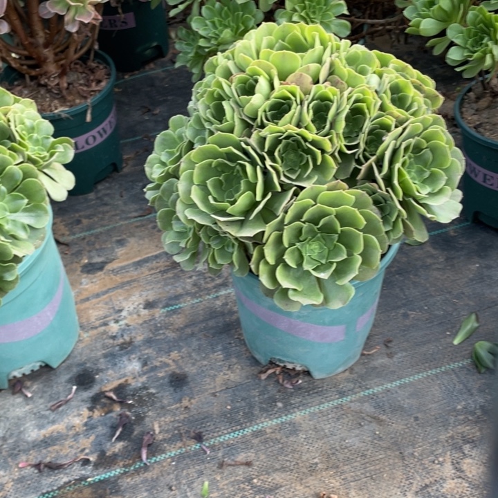 58绿柠檬多肉植物多肉多肉