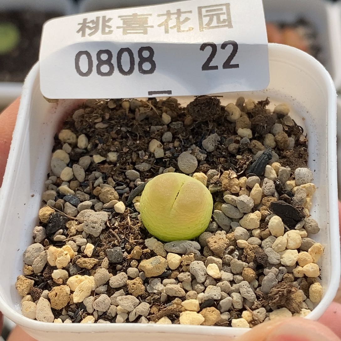 0808-22-拉登福利一颗。 
