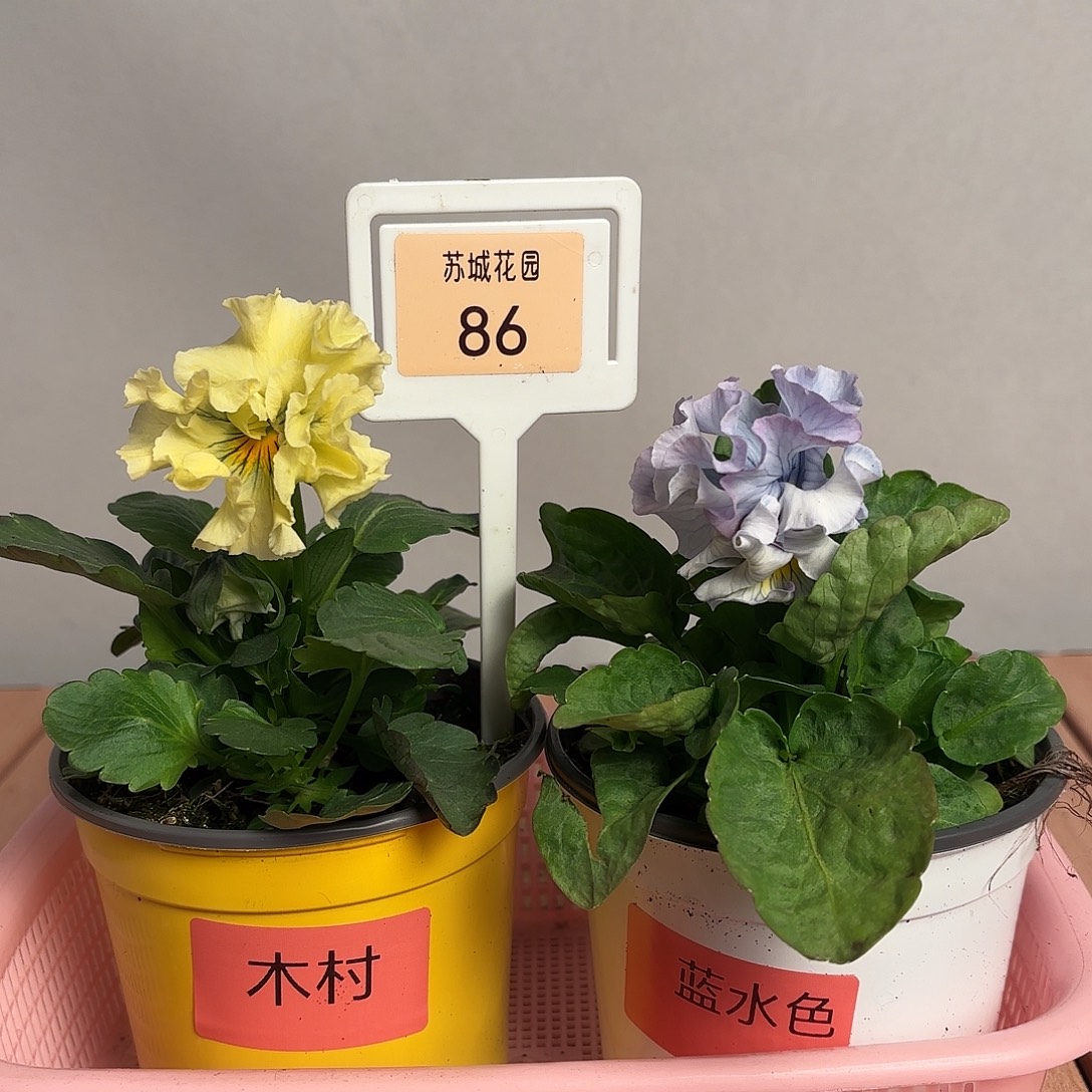 大部分开放少量花苞86