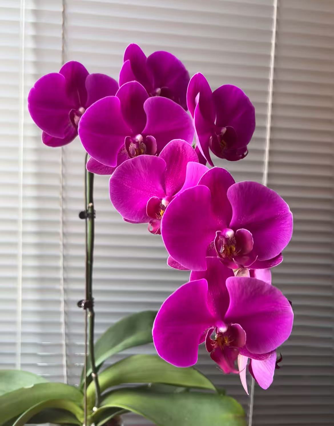 蝴蝶兰【大辣椒】大花型 室内花花 懒人好养 广州基地直发