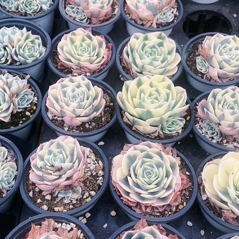 玉碟锦9.9一盆888888888