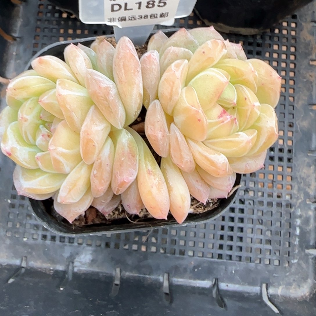 185东篱下多肉盆栽植物