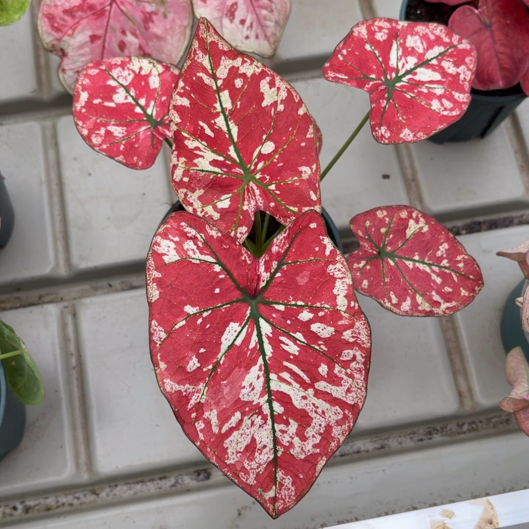 猩红玛丽泰国彩叶芋31-1211