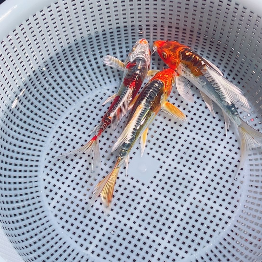 锦鲤锦鲤观赏鱼1111