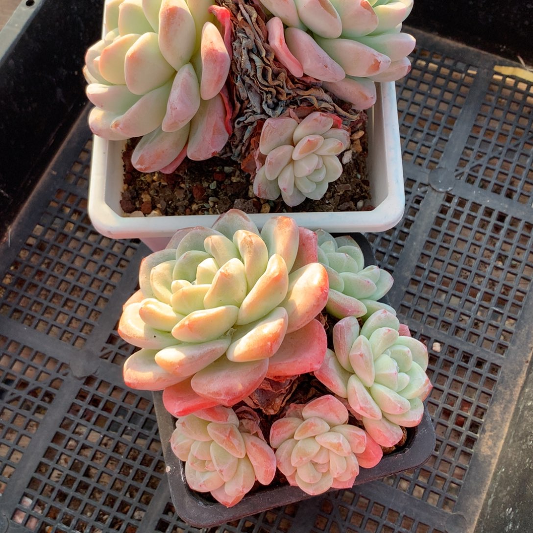 1213-148 老桩冰玉