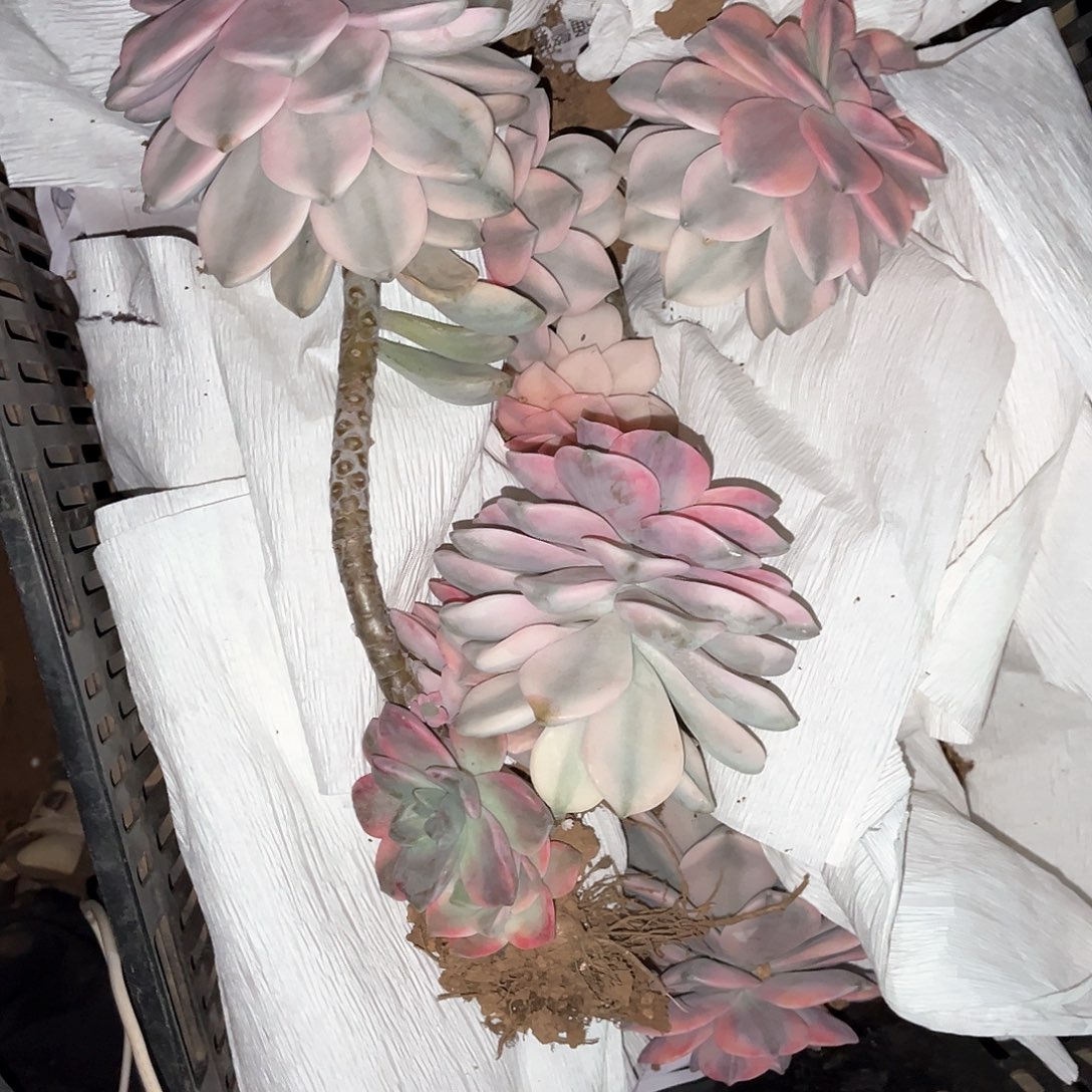 木*多肉植物紫乐景95