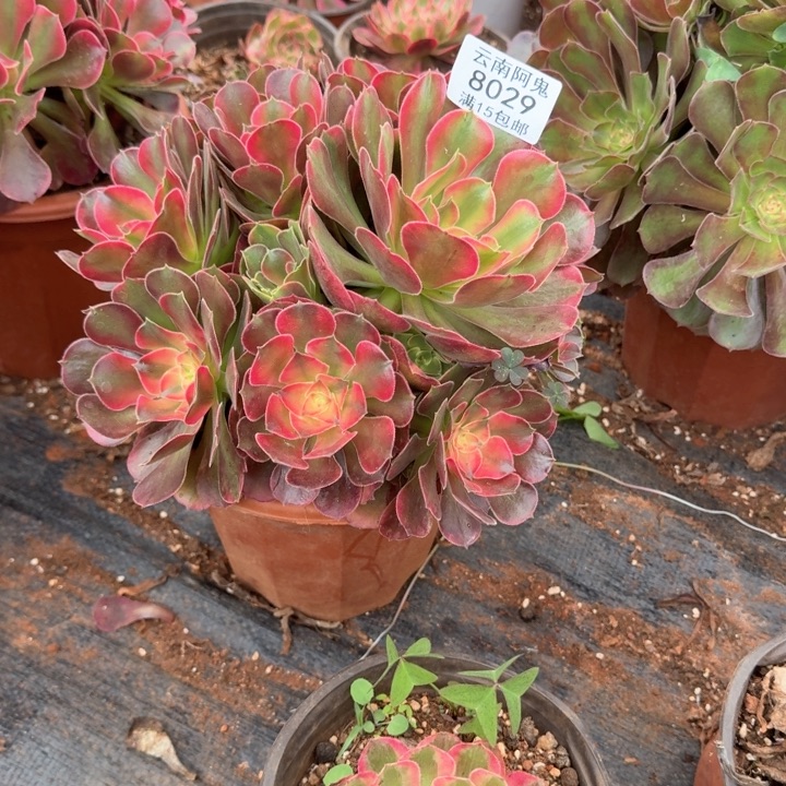 8029号香妃群生啊吧