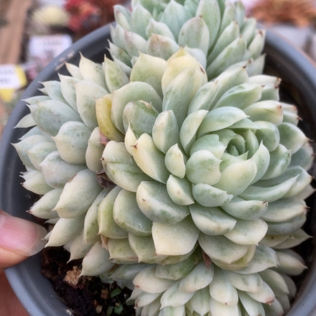 282月影精灵锦锦锦锦锦