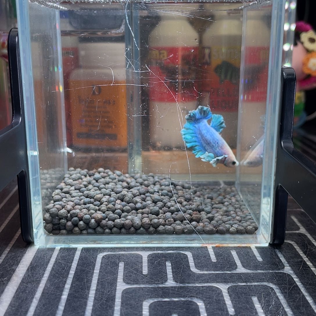 斗鱼14号127早绣球将军