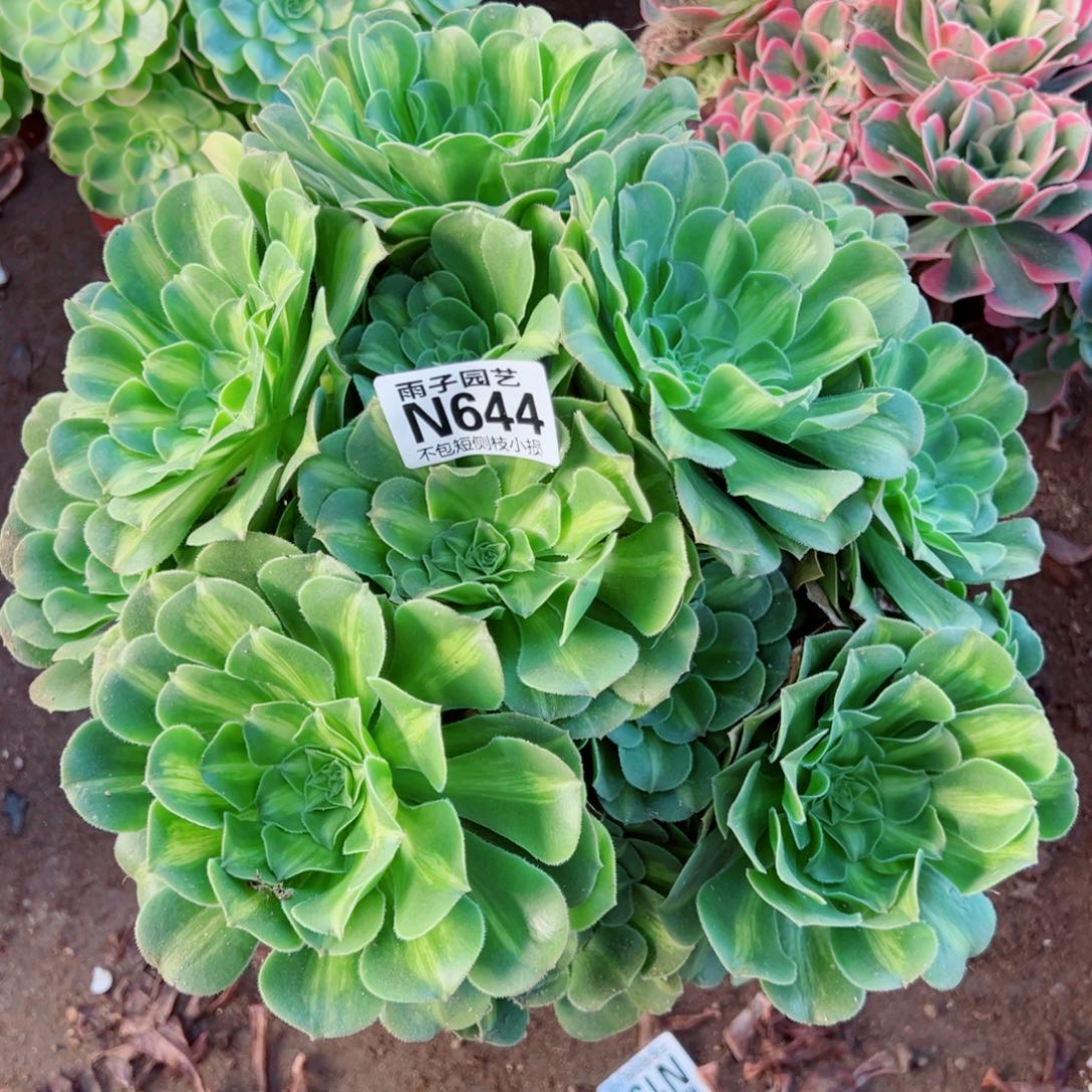 644翡翠琉璃尺寸30左右