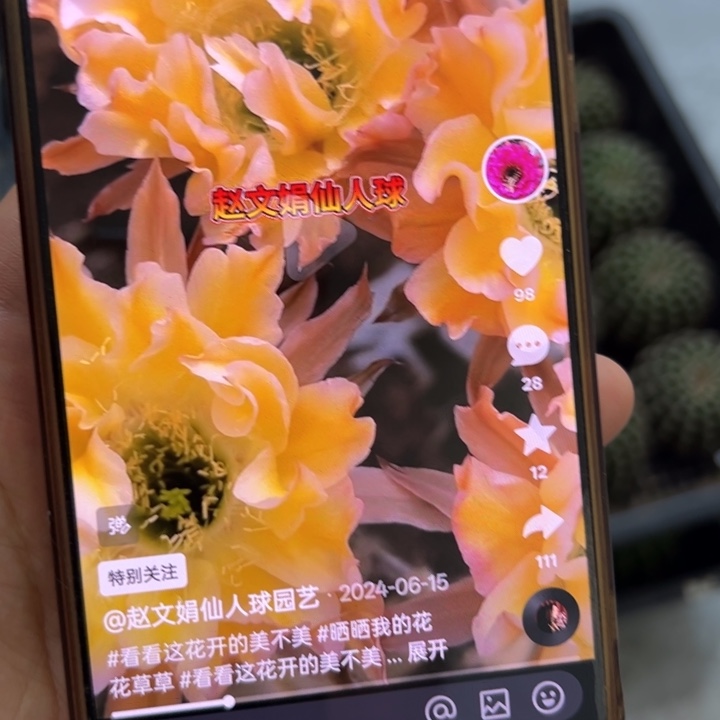 仙人球彩草歪18a5