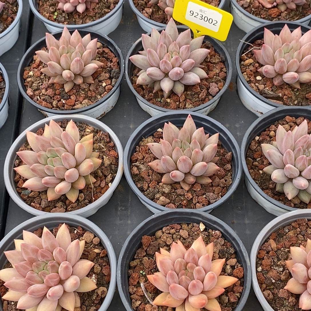 金汇园艺，923002小红蜻蜓