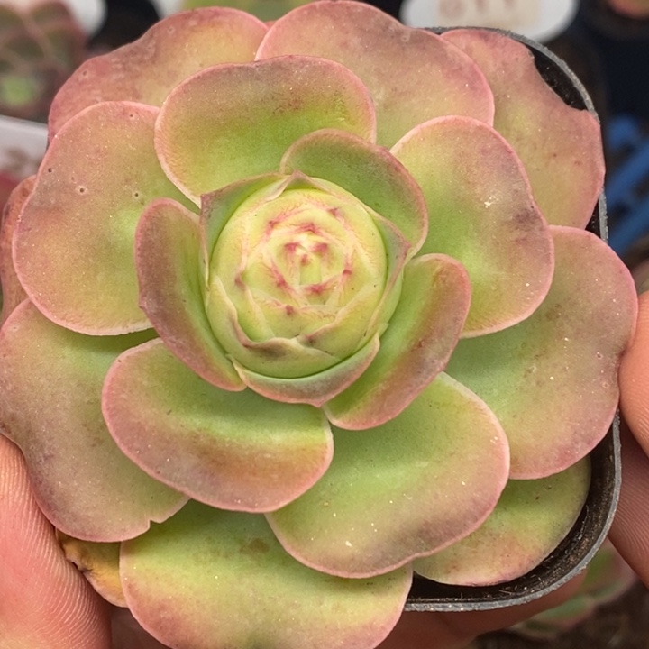 楹楹-67-冠幅 6Cm