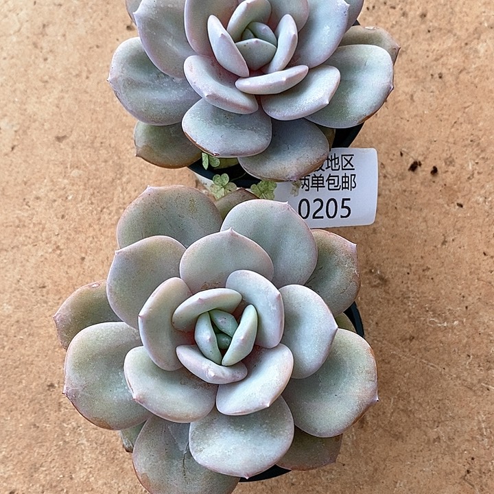 【闪购商品】江****s0205多肉植物盆栽