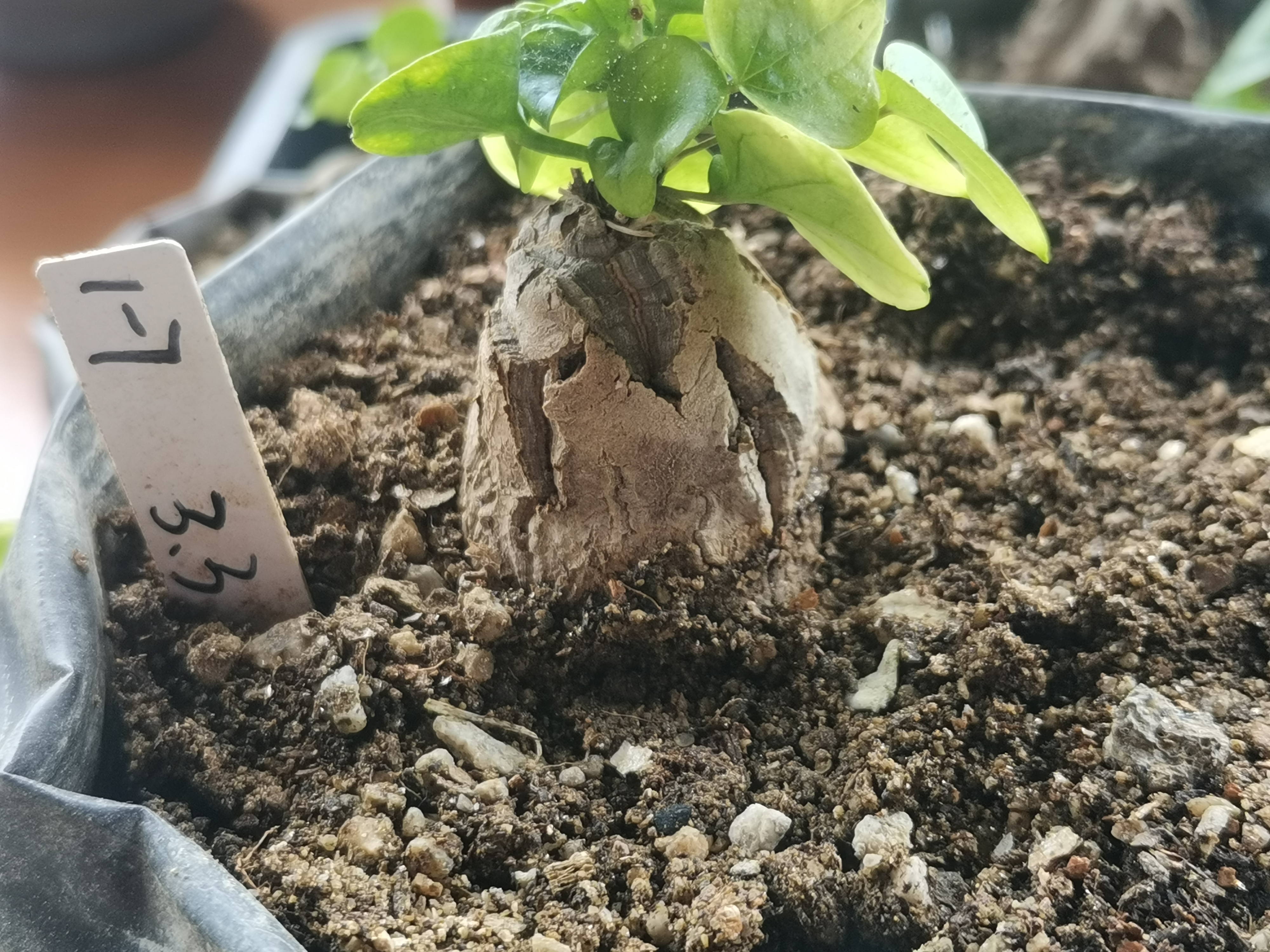 1-7南非块根植物龟甲龙