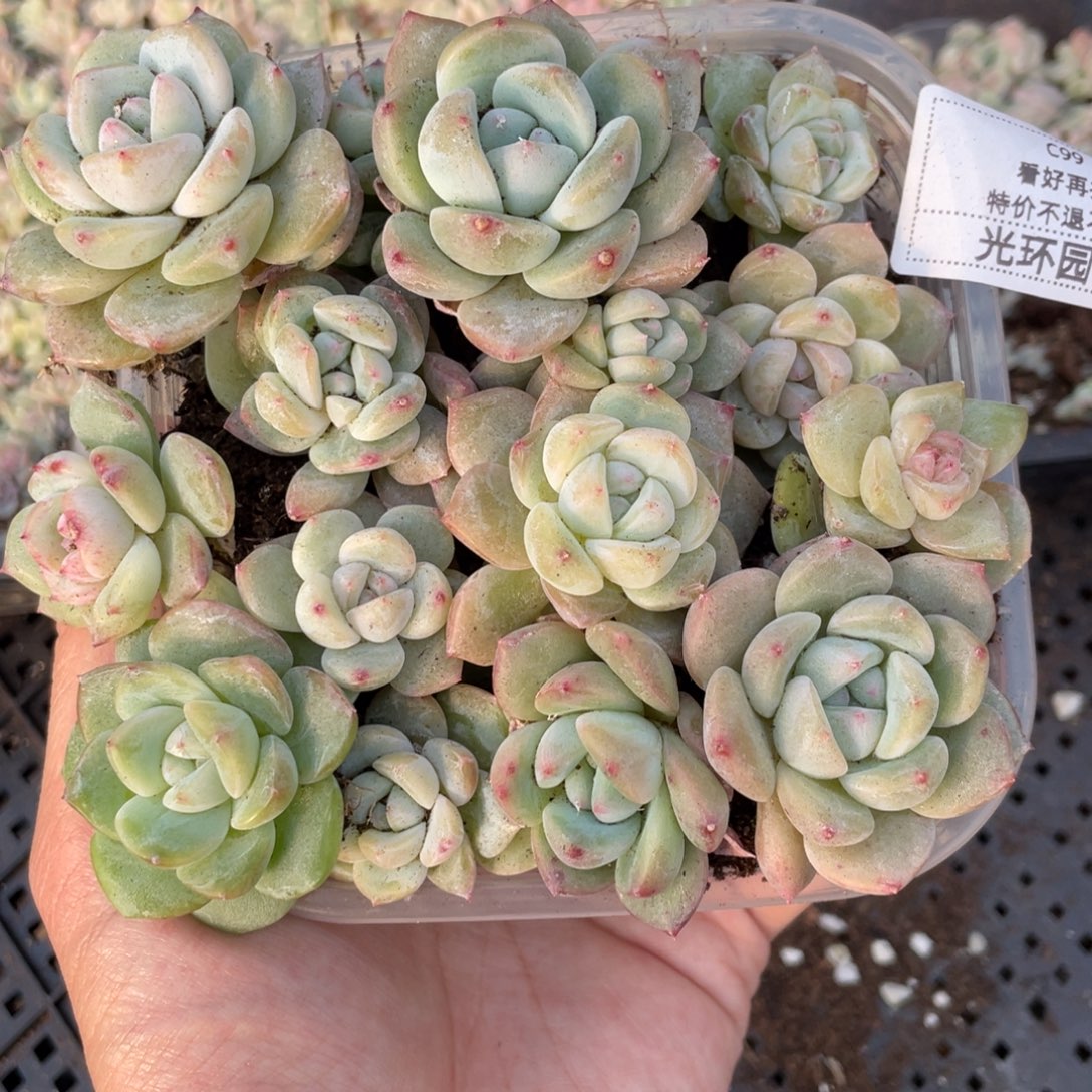 C99 花朝播种切糕苗，圆胖透，推荐