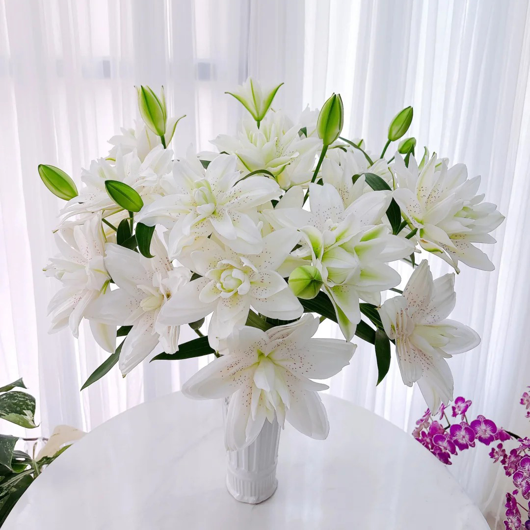 云花巷重瓣百合 【阳光冬韵】淡香型 果香味鲜花优选顺丰基地直发