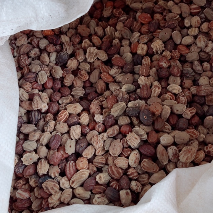 小***娘龙脊菩提手串原籽一斤