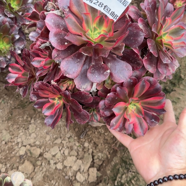 46二号棚美杜莎C多肉