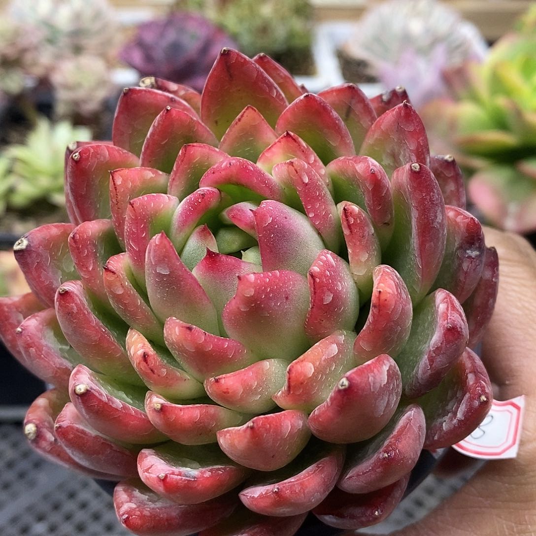 22138 水晶珍妮锦