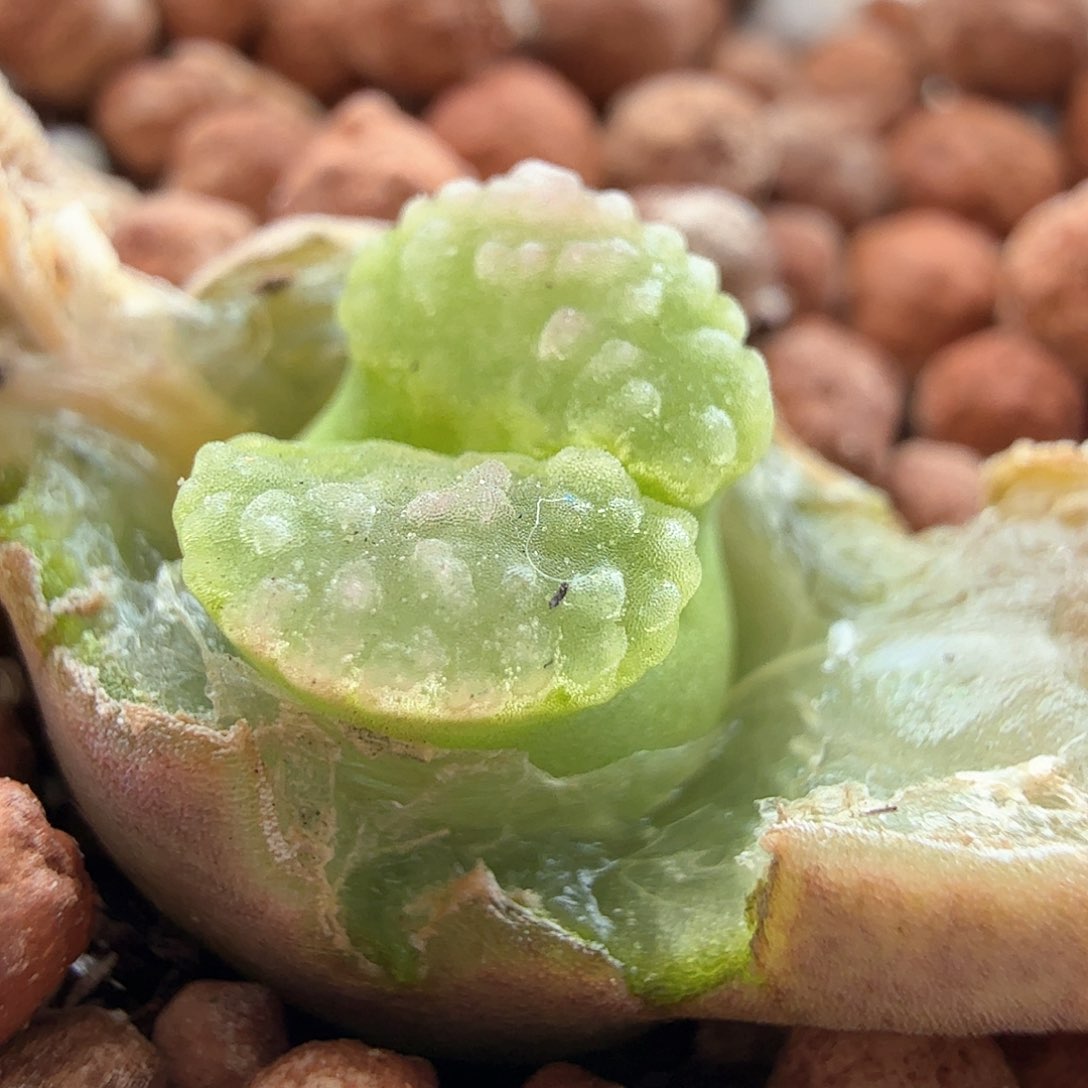 3.14.21/班克磁铁母本新头/多肉植物