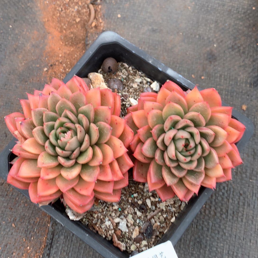 2537杂交多肉植物基地