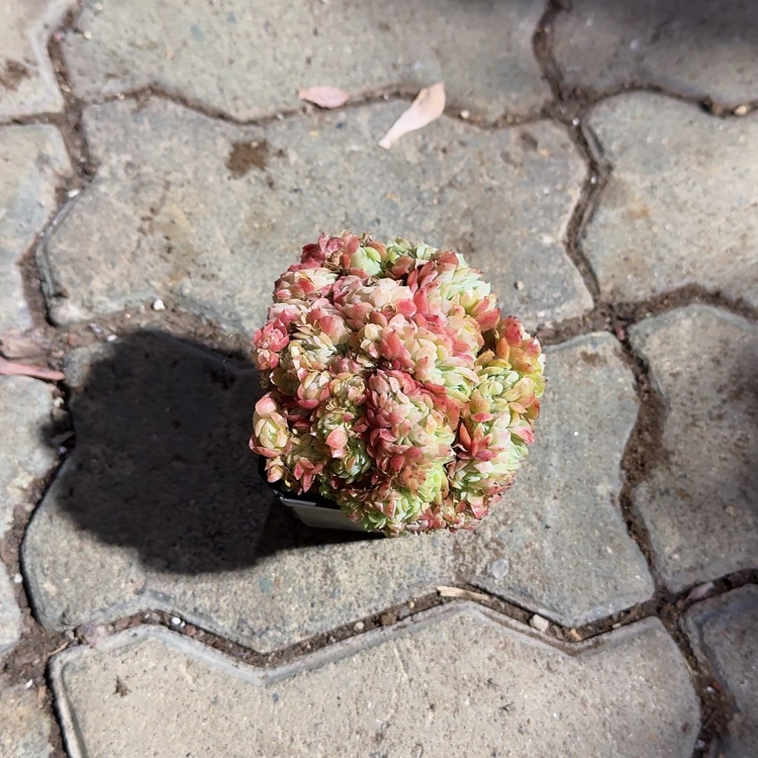 笨***孩贝瑞缀化多肉植物