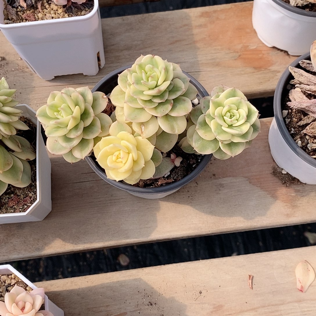 蜡牡丹锦多肉植物老桩