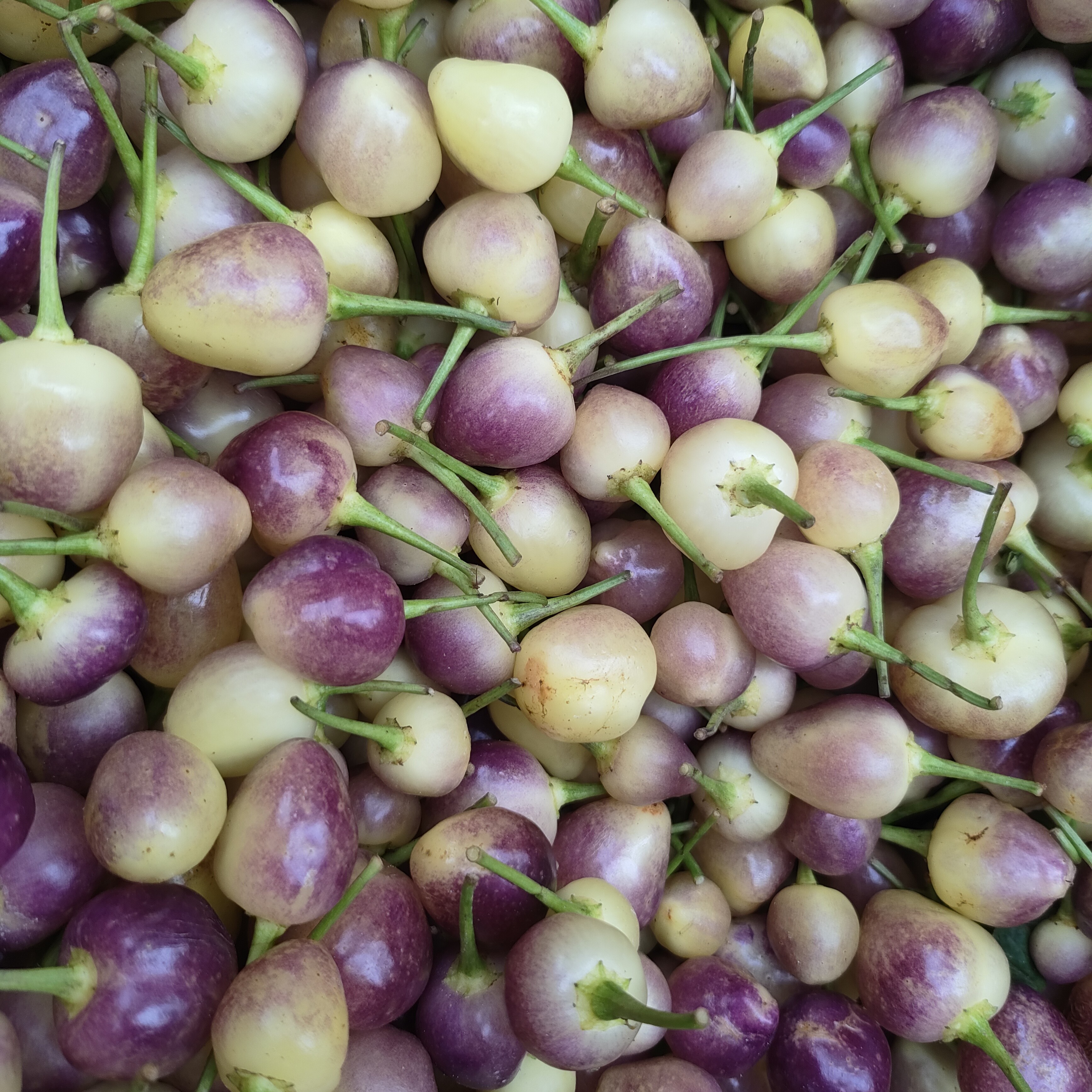 广西特产新鲜七彩椒五彩椒灯笼椒可腌制泡椒脆辣下饭