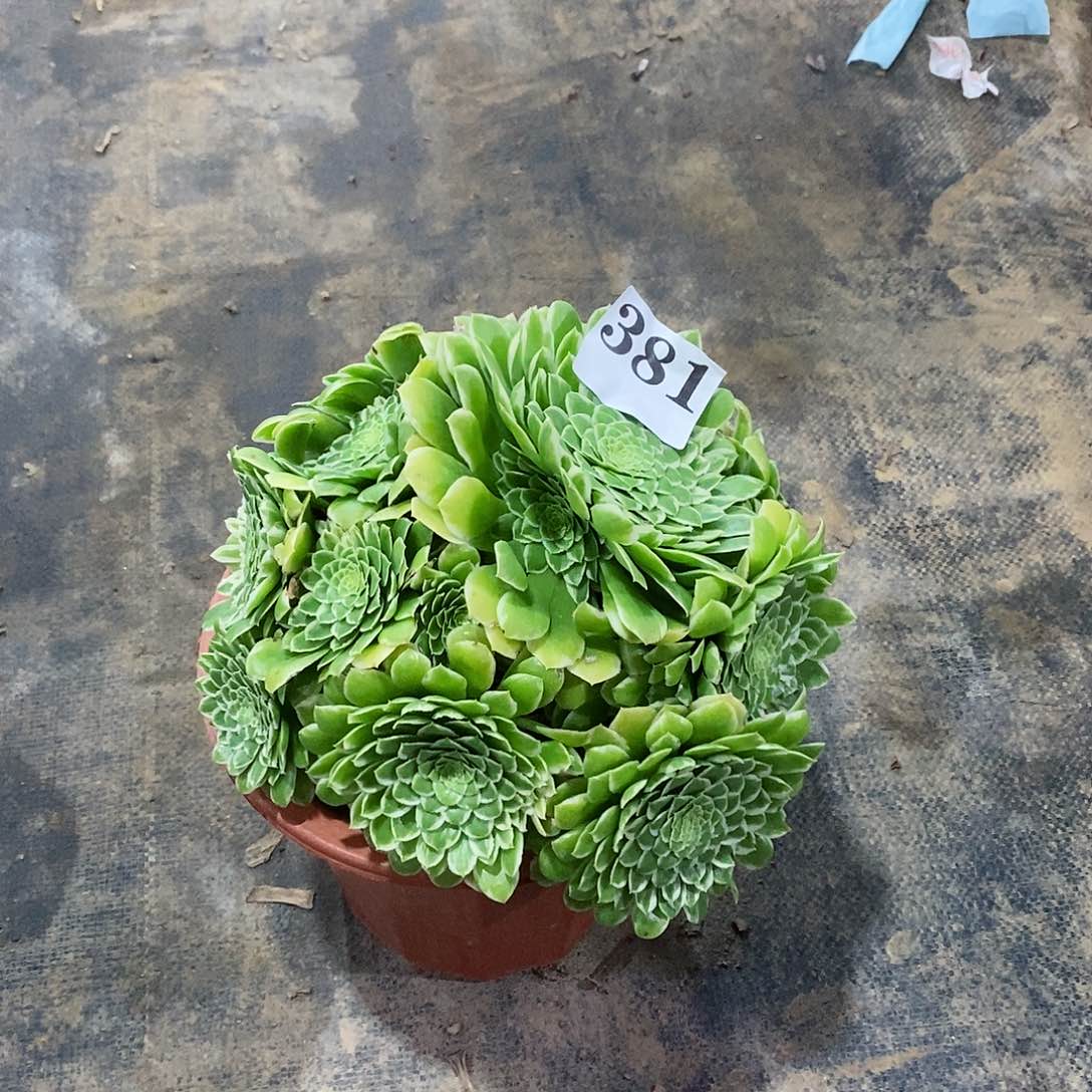 翡翠冰381多肉法师植物