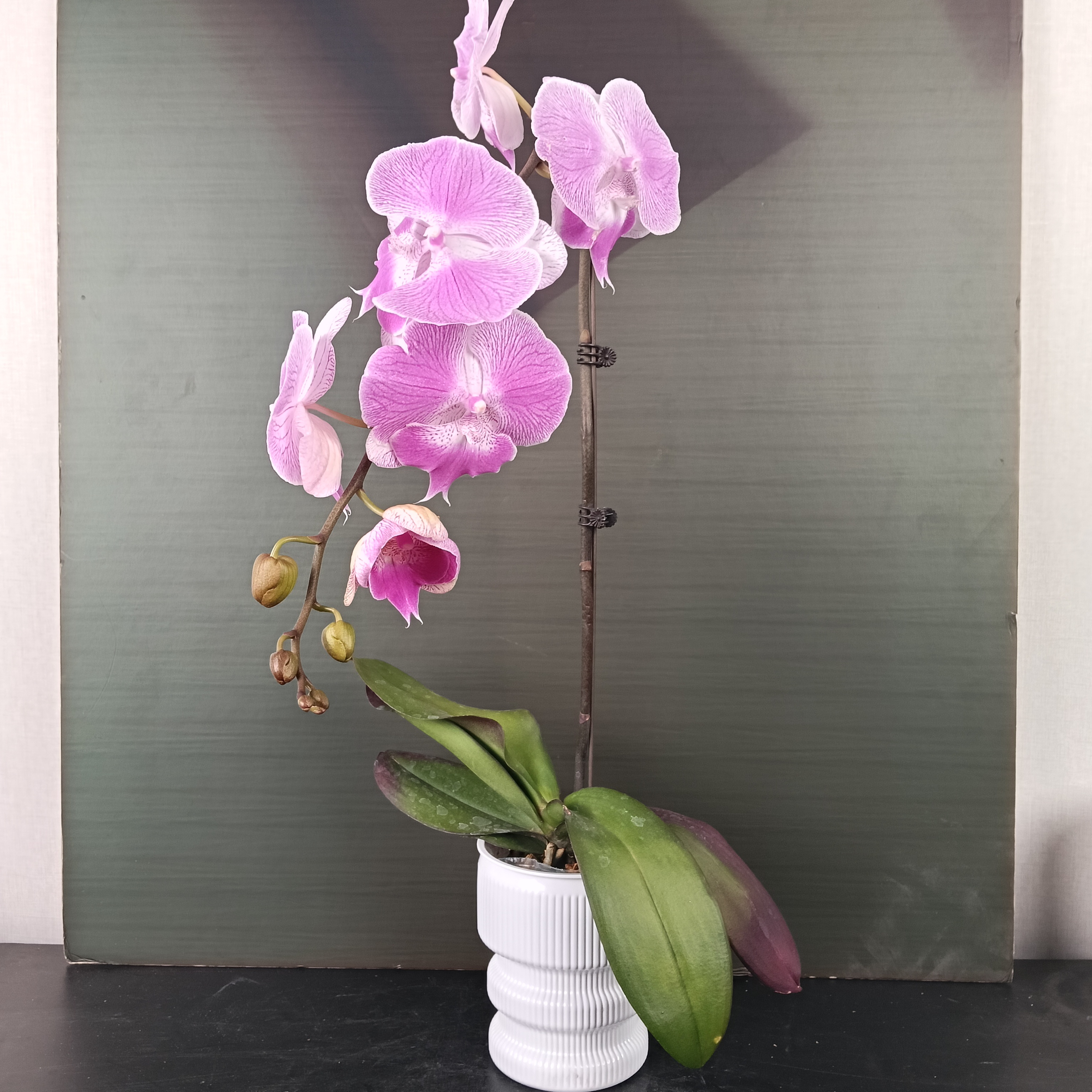 【花之漫】 (梦露）3.0寸杯单双剑混发蝴蝶兰花卉