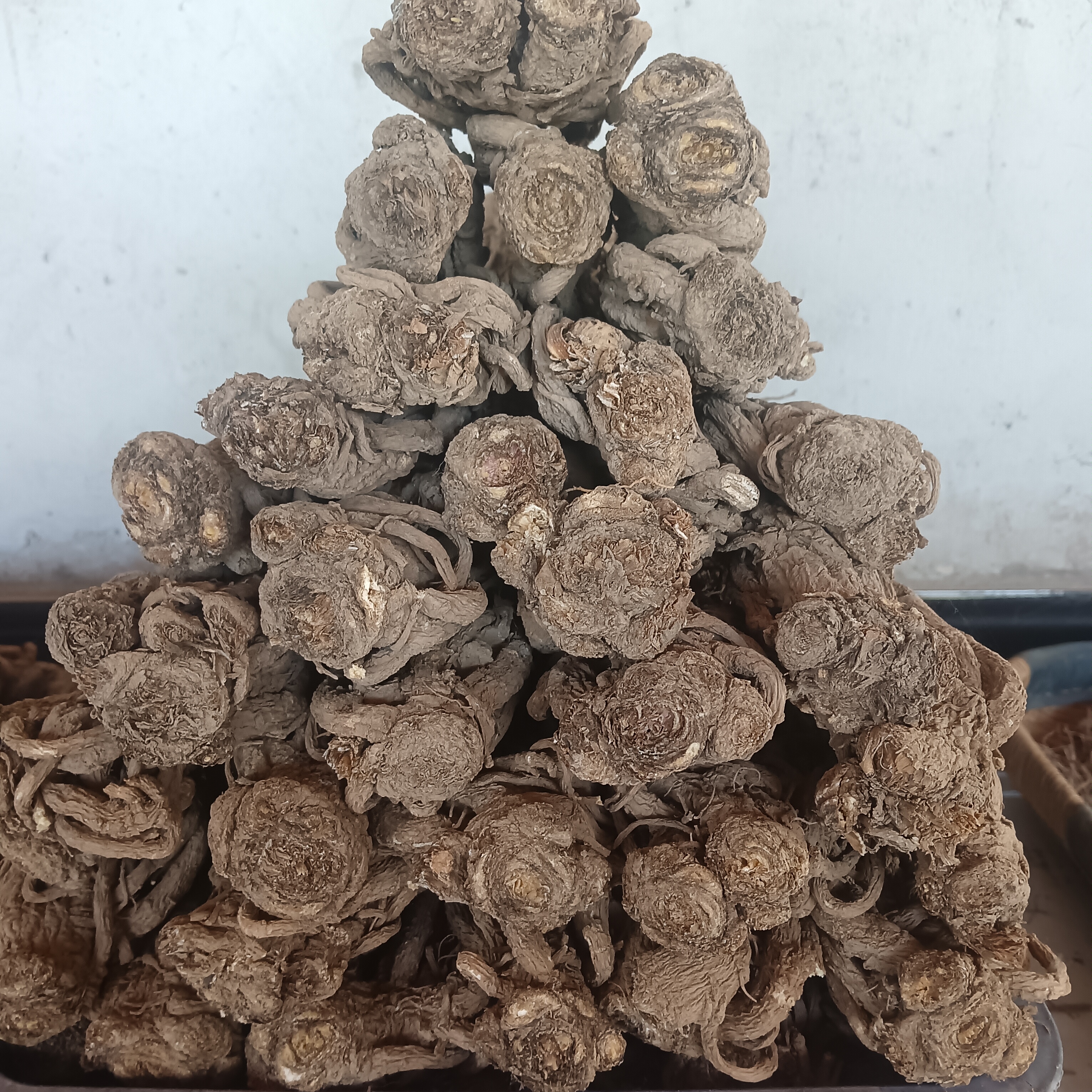 自家种植精选个头整颗当归原条