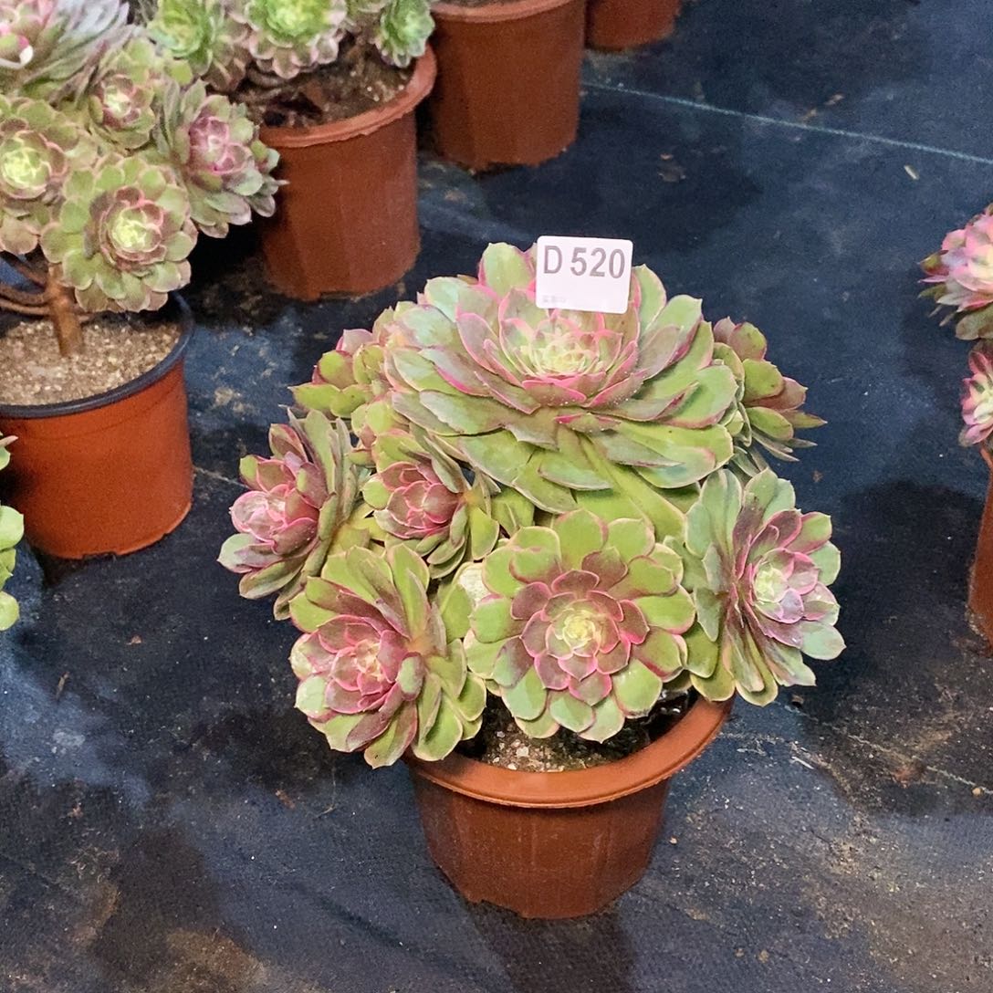 粉花妖520多肉11111