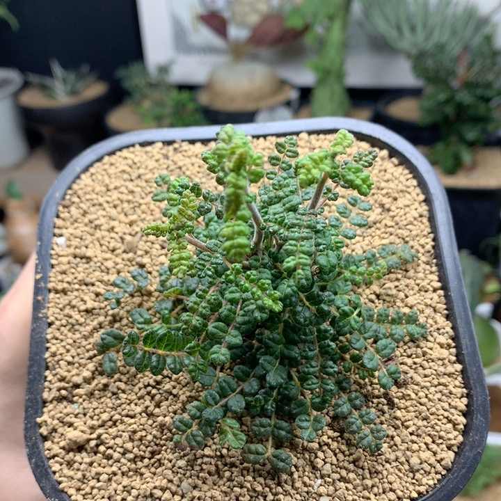 泡泡叶橄榄扦插带盆