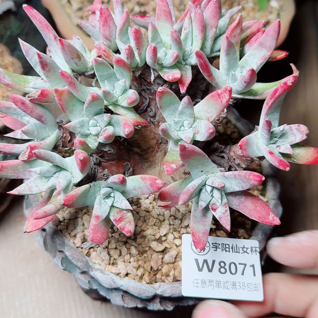 8071刘丹杂交多肉