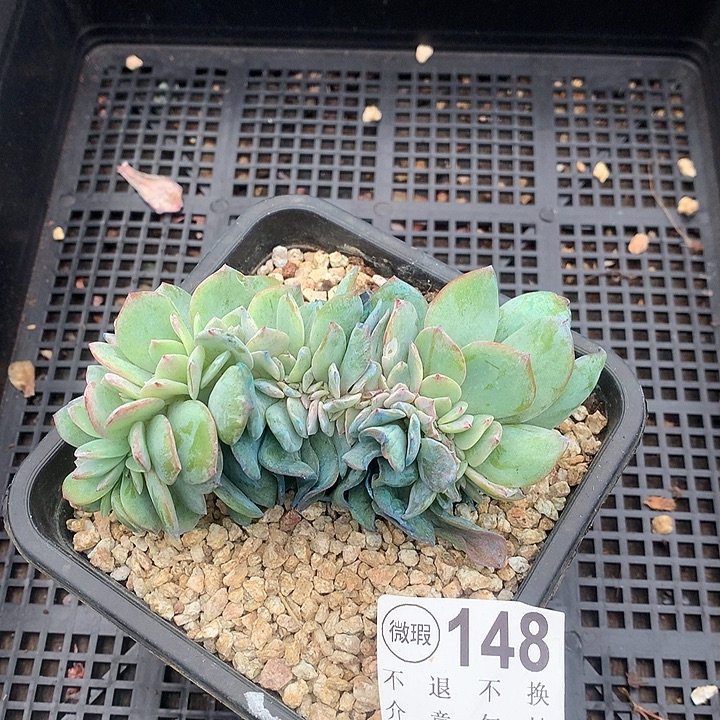 白凤缀化 有侧切 一物一拍 下 1.15号左右发货 