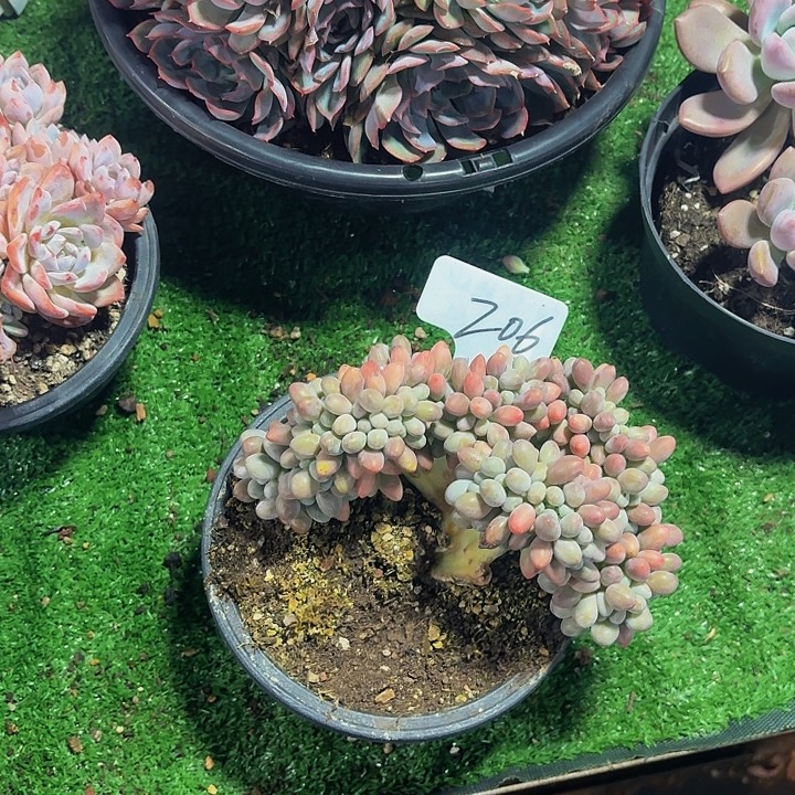 多****丽娟花卉汤圆缀缀