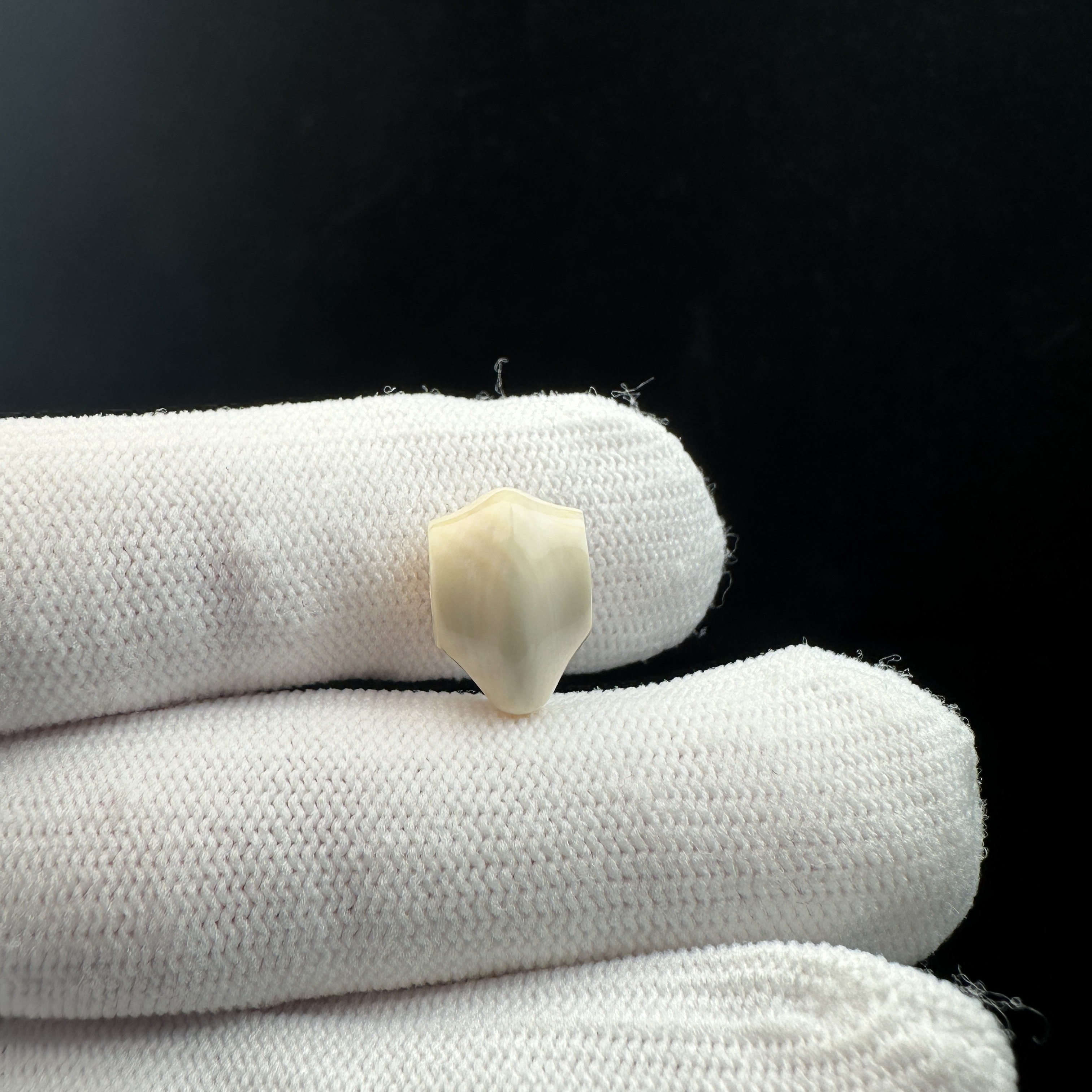 J1623天然猛犸牙 鲨鱼背三通9.8*14mm 支持鉴定 假一罚十