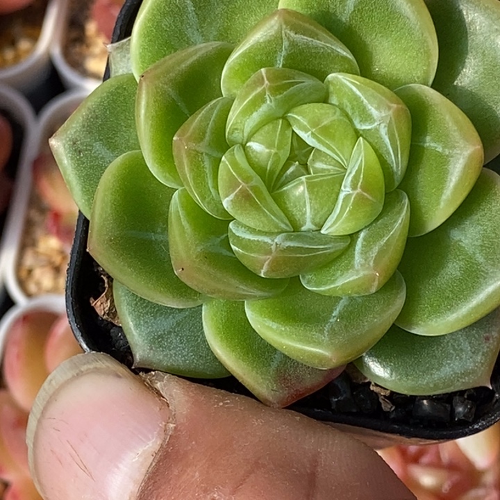 天官赐福百无禁忌