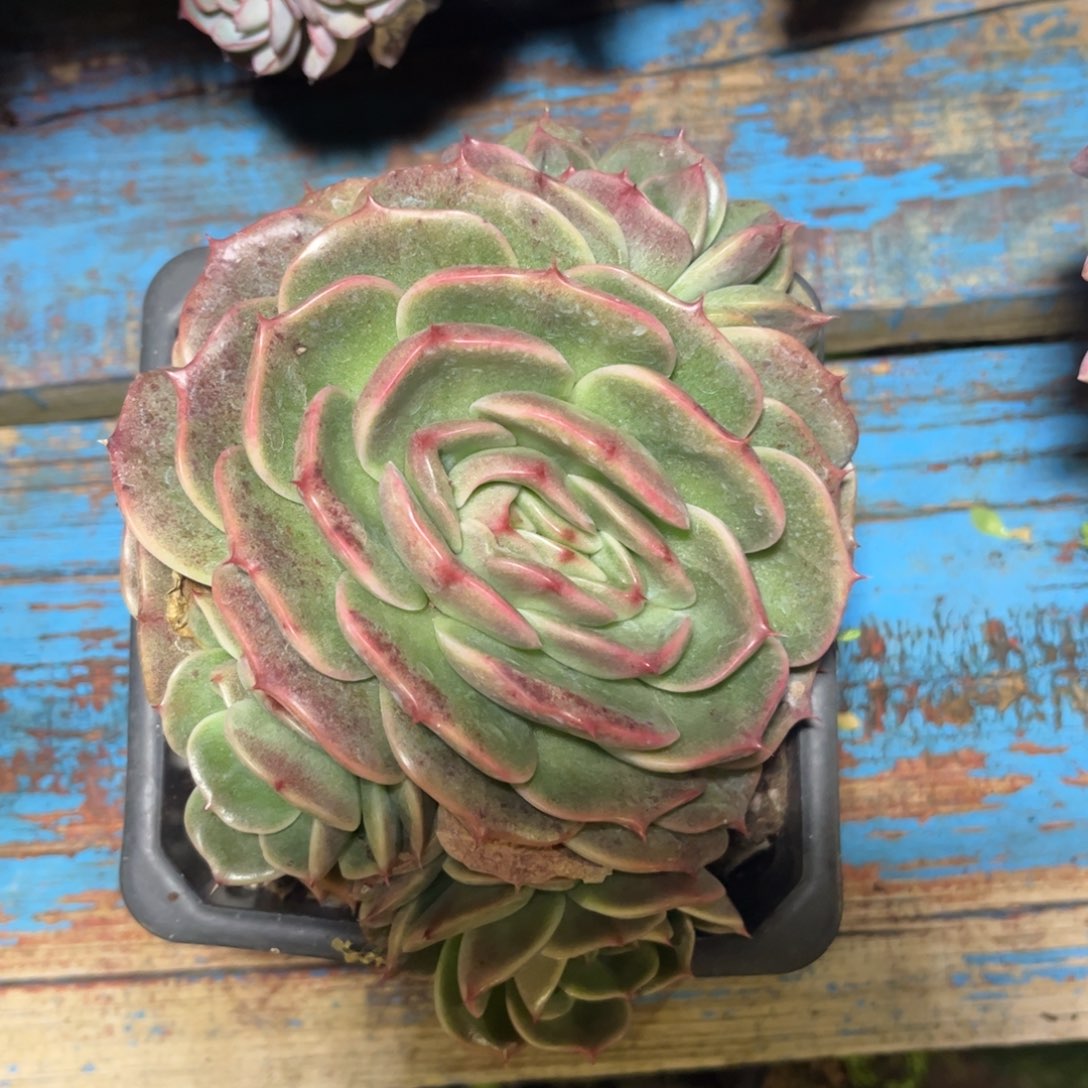 好姑娘多肉园艺，杂交