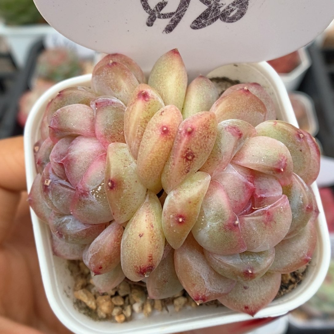 宝石心珍妮双头4188号