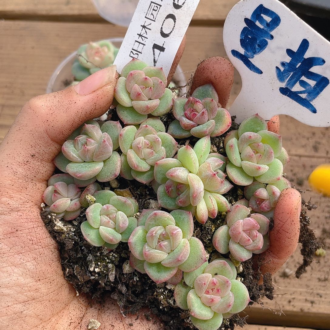 量拍多肉植物多肉植物406