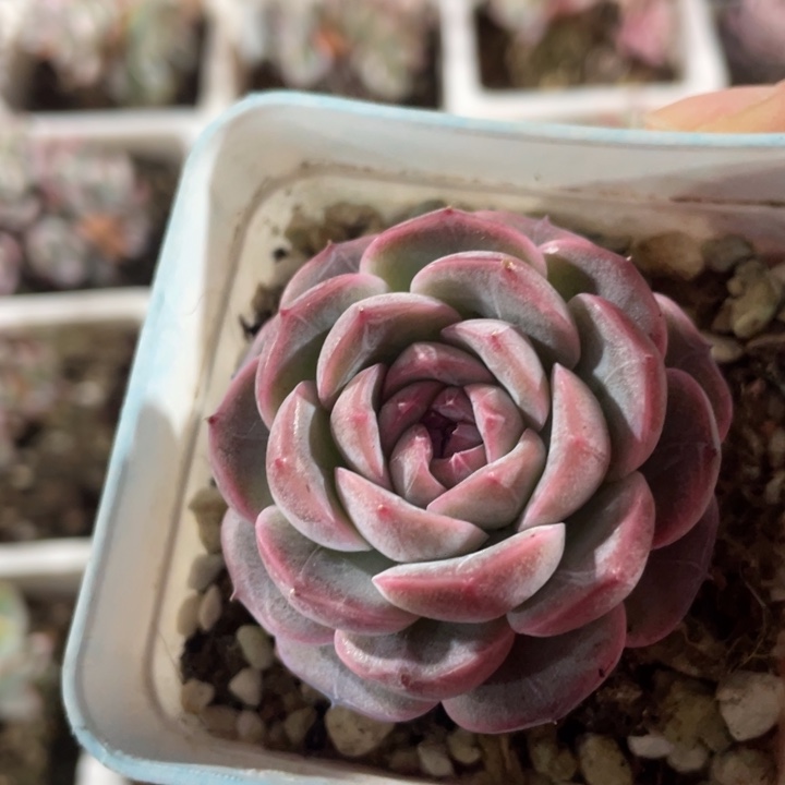 紫丁香1888888888888